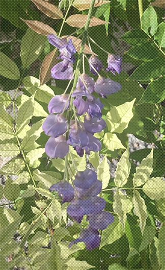 A zoom in on a wisteria flower
